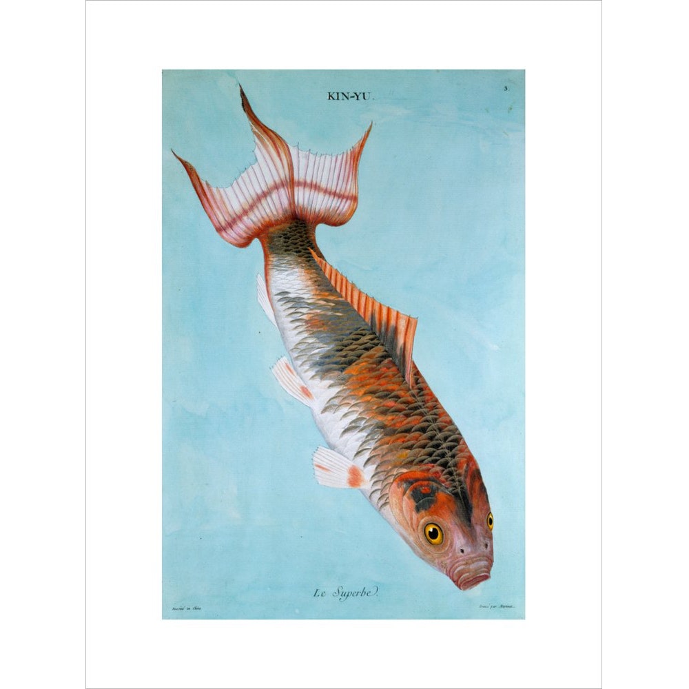 Kin-Yu: Le Superbe fish print unframed