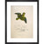 Collared parakeet print in black frame