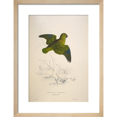 Collared parakeet print in natural frame