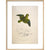 Collared parakeet print in natural frame