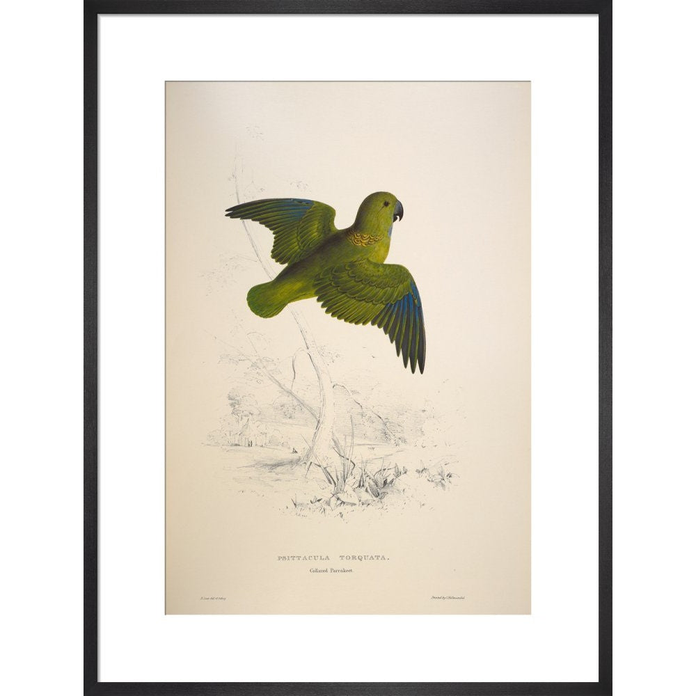 Collared parakeet print in black frame
