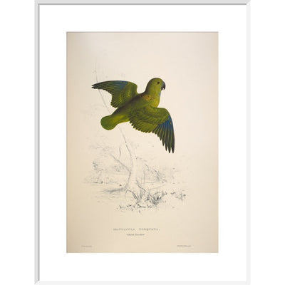 Collared parakeet print in white frame