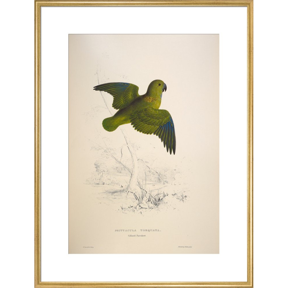 Collared parakeet print in gold frame