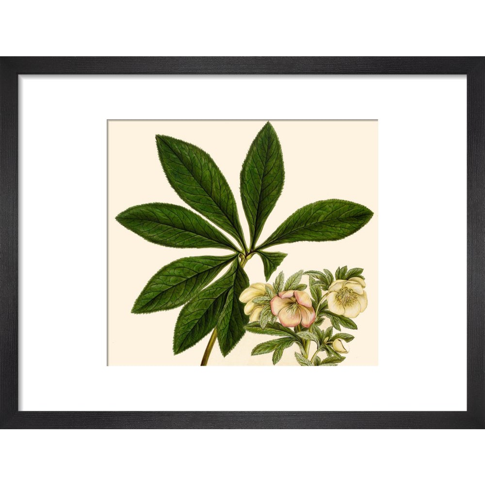 Christmas or Lenten rose print in black frame