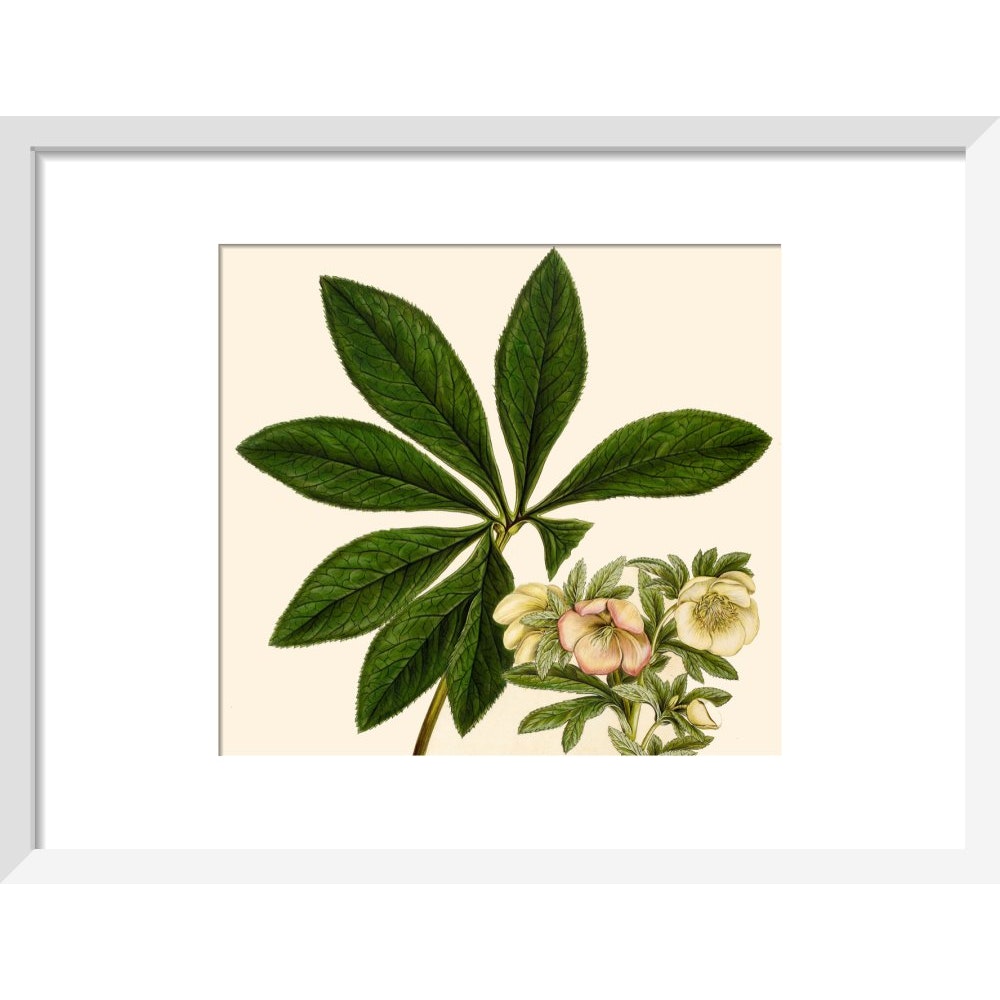Christmas or Lenten rose print in white frame