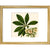 Christmas or Lenten rose print in gold frame
