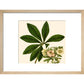 Christmas or Lenten rose print in natural frame