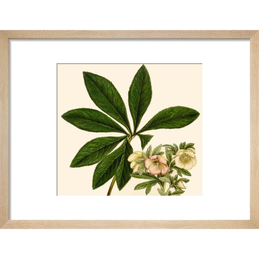 Christmas or Lenten rose print in natural frame