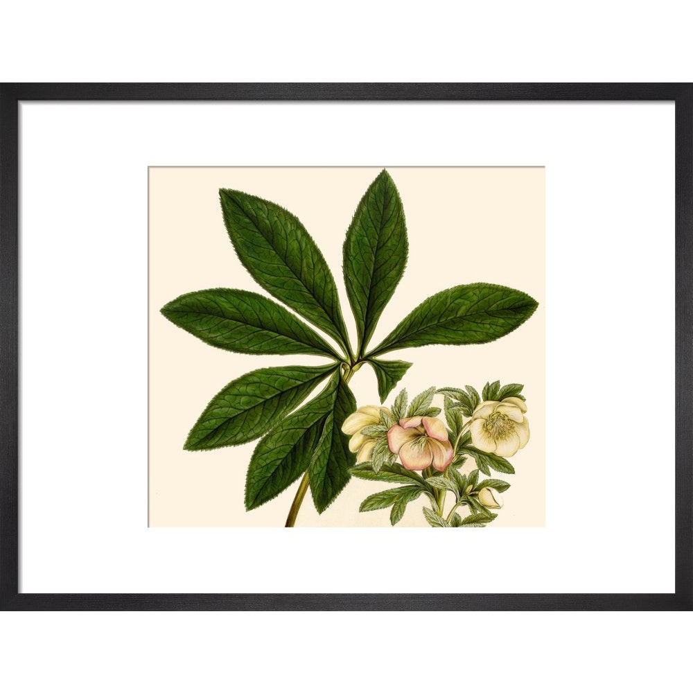 Christmas or Lenten rose print in black frame