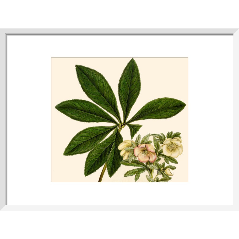 Christmas or Lenten rose print in white frame