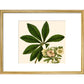 Christmas or Lenten rose print in gold frame