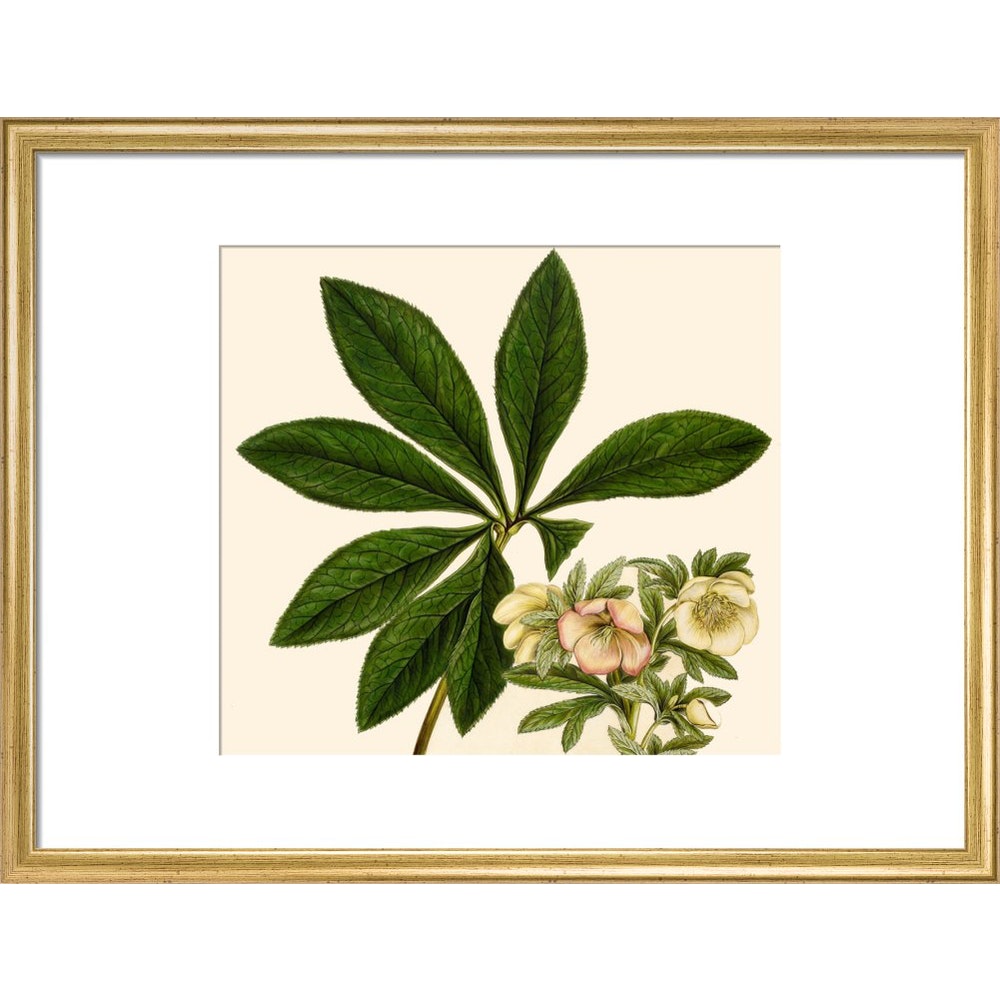 Christmas or Lenten rose print in gold frame