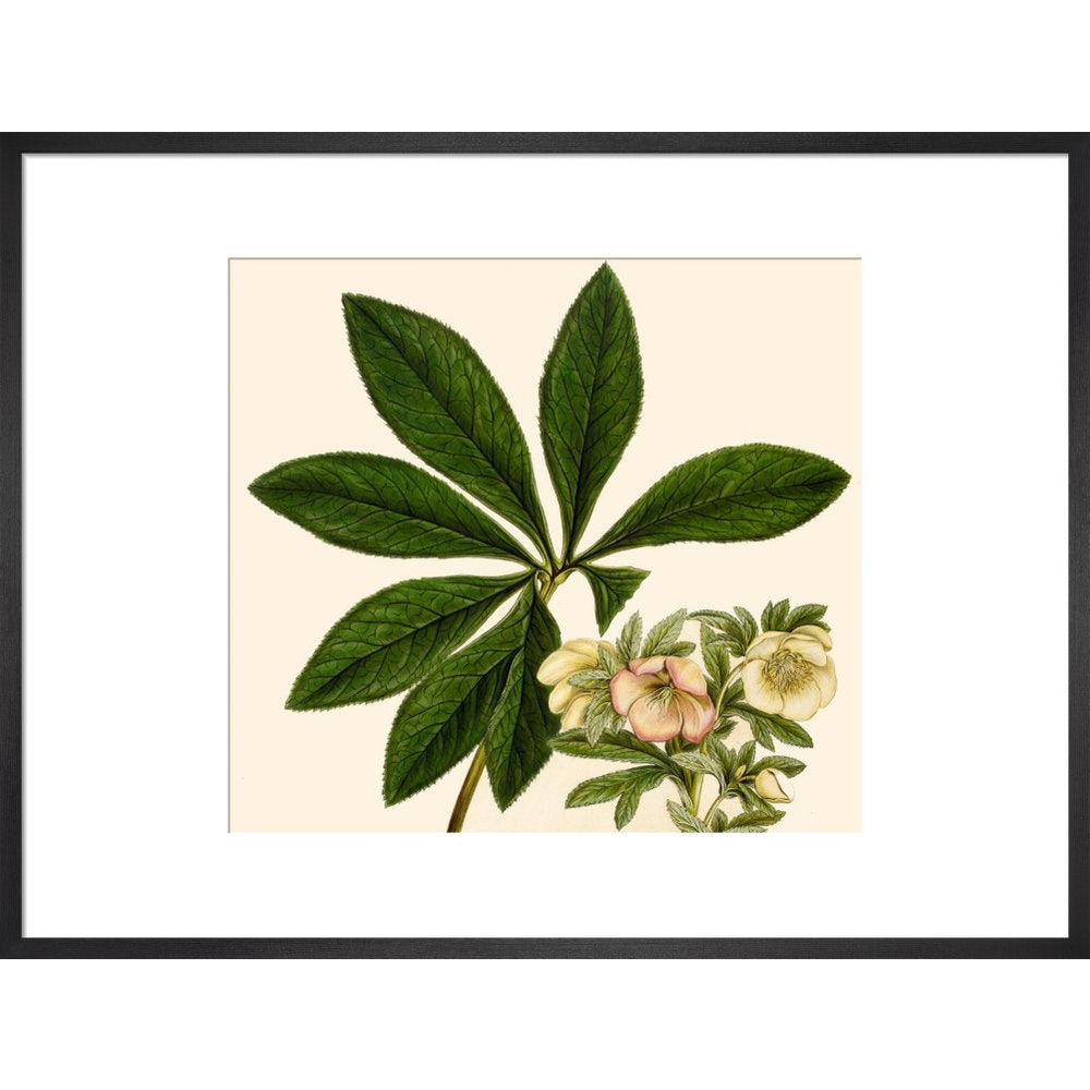 Christmas or Lenten rose print in black frame