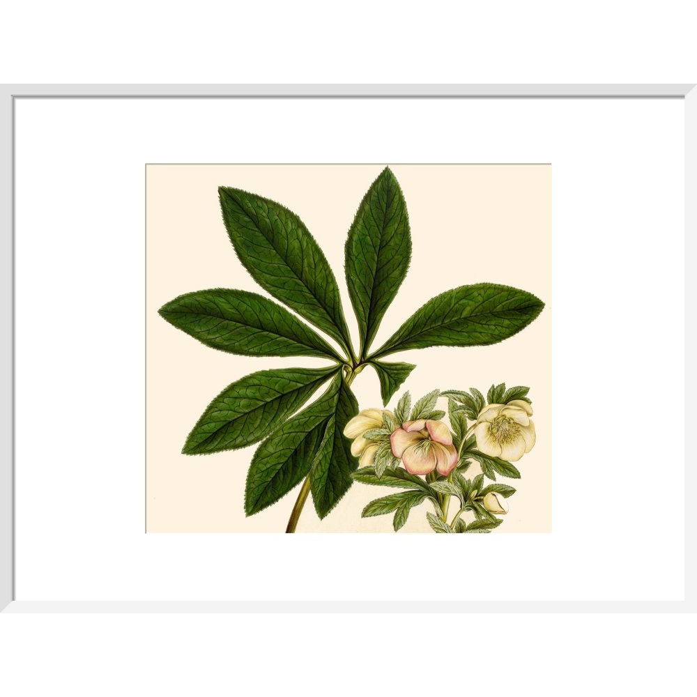 Christmas or Lenten rose print in white frame