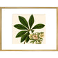 Christmas or Lenten rose print in gold frame