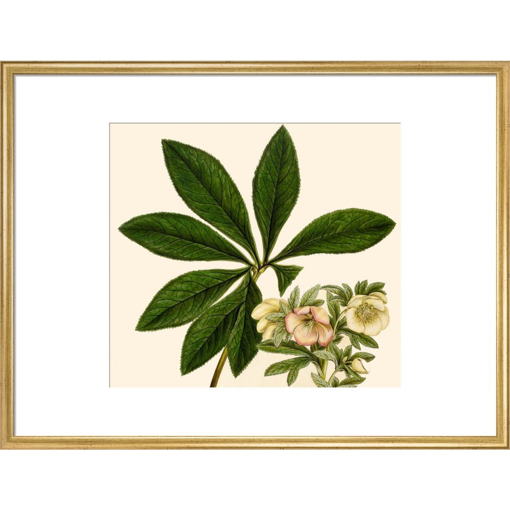 Christmas or Lenten rose print in gold frame