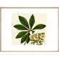Christmas or Lenten rose print in natural frame