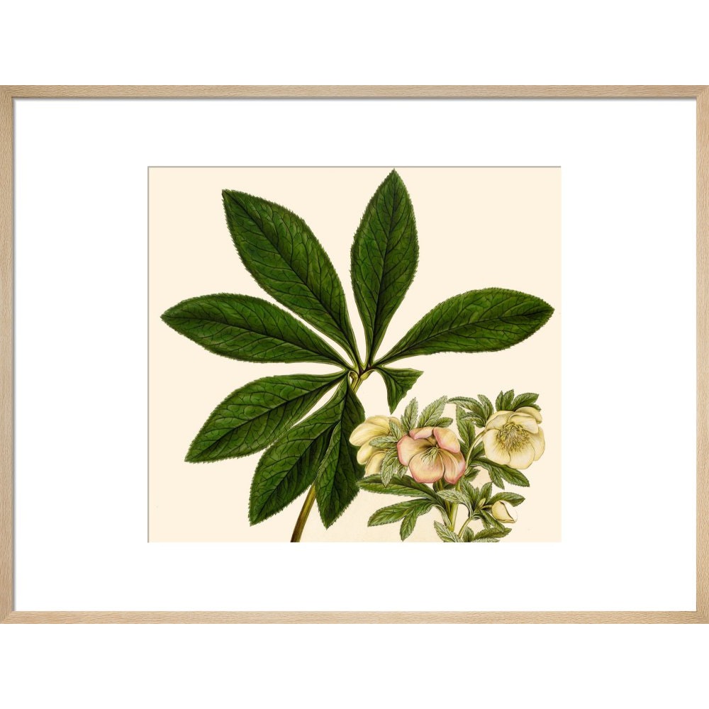 Christmas or Lenten rose print in natural frame