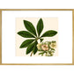 Christmas or Lenten rose print in gold frame