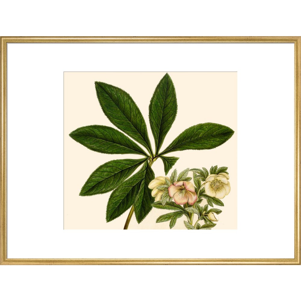 Christmas or Lenten rose print in gold frame