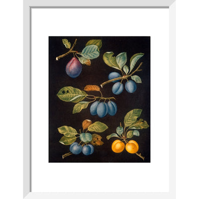Plums print in white frame