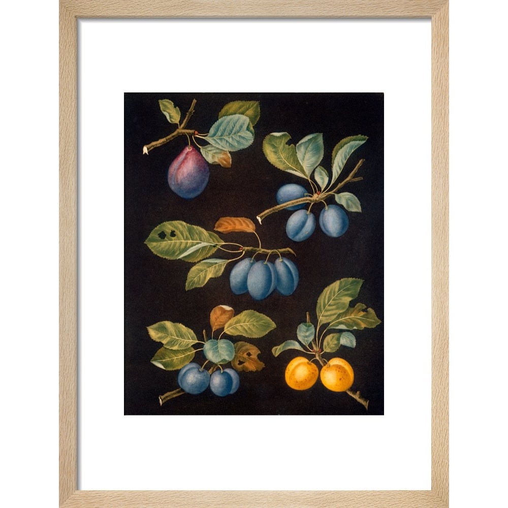 Plums print in natural frame