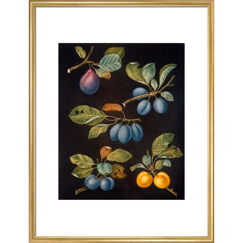 Plums print in gold frame