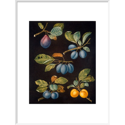 Plums print in white frame