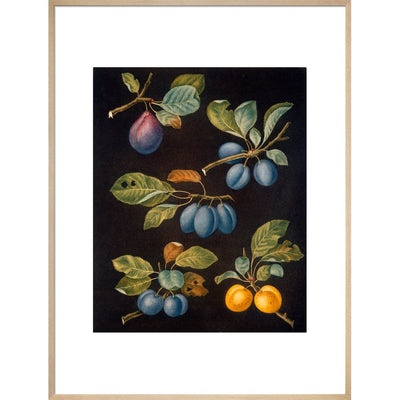 Plums print in natural frame