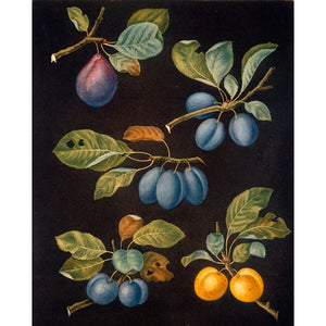 Plums print