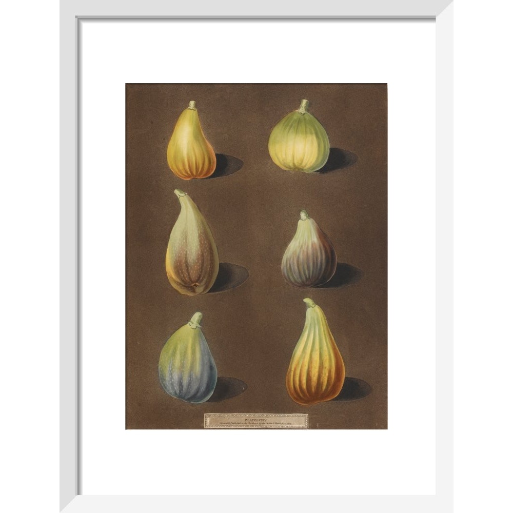 Figs print in white frame