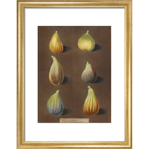 Figs print in gold frame