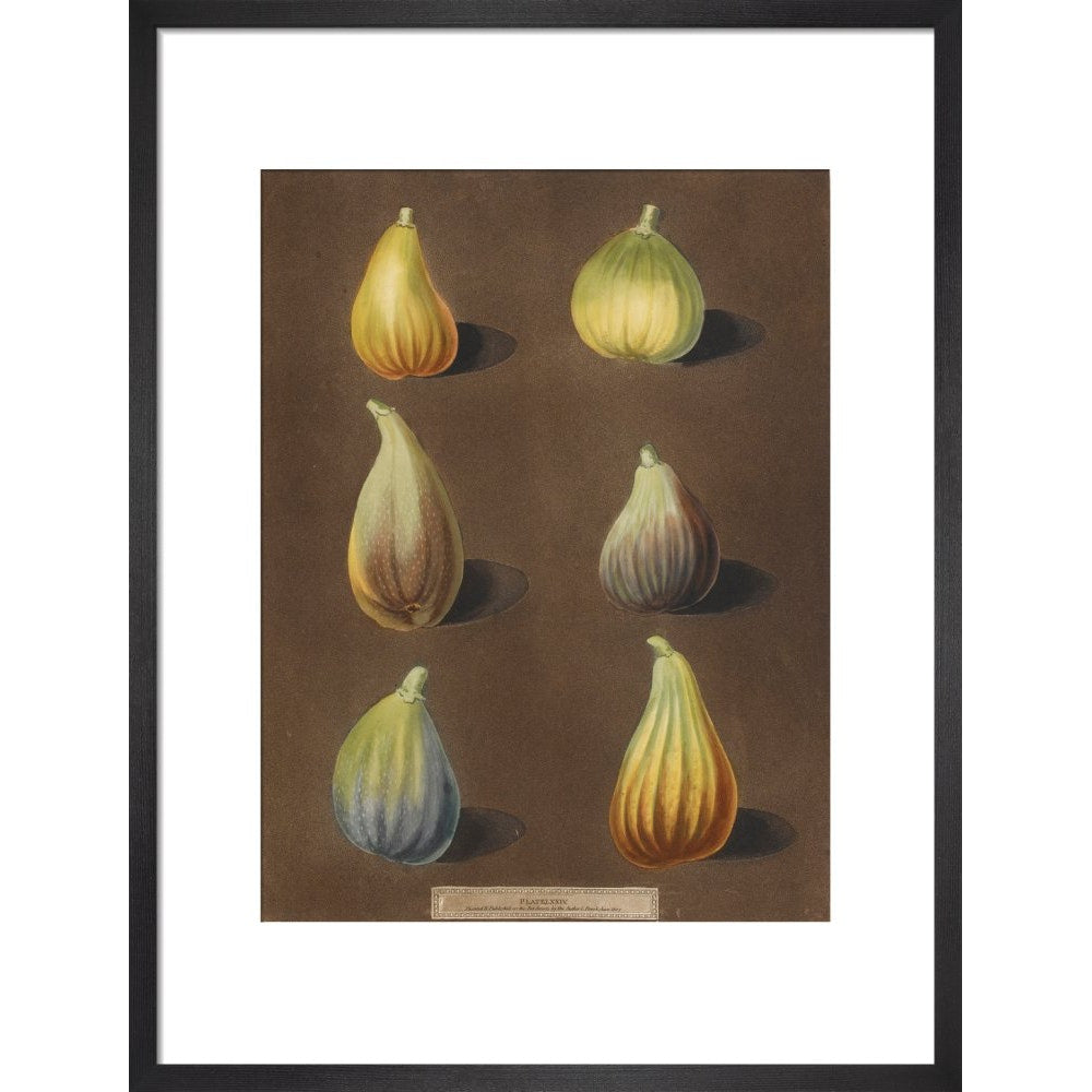 Figs print in black frame