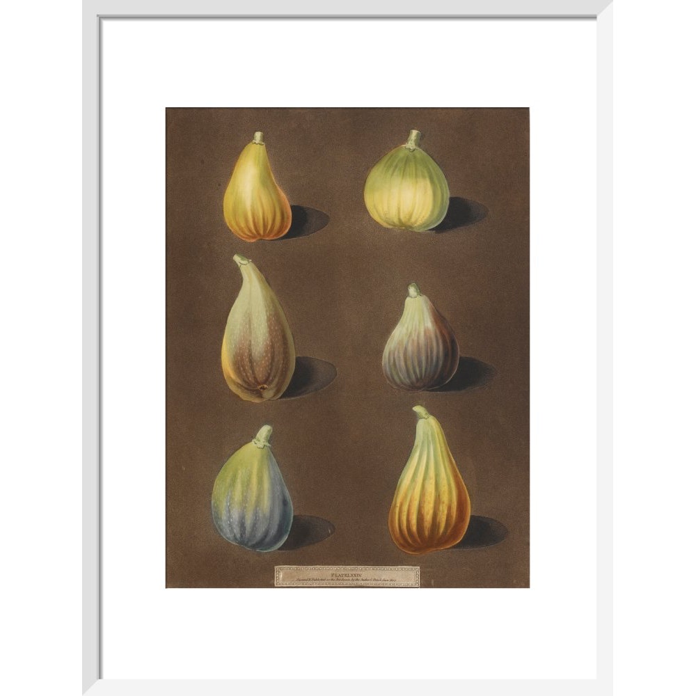 Figs print in white frame
