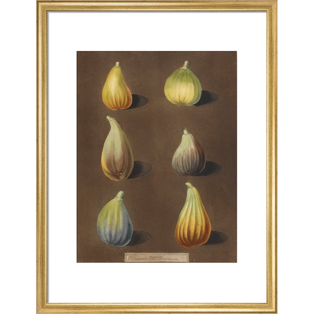 Figs print in gold frame