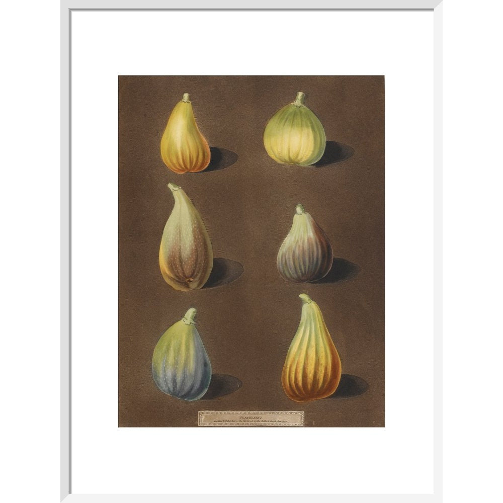 Figs print in white frame