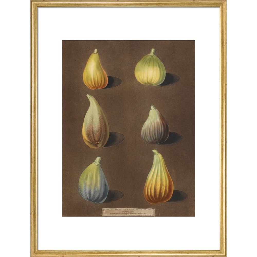 Figs print in gold frame