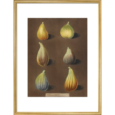 Figs print in gold frame