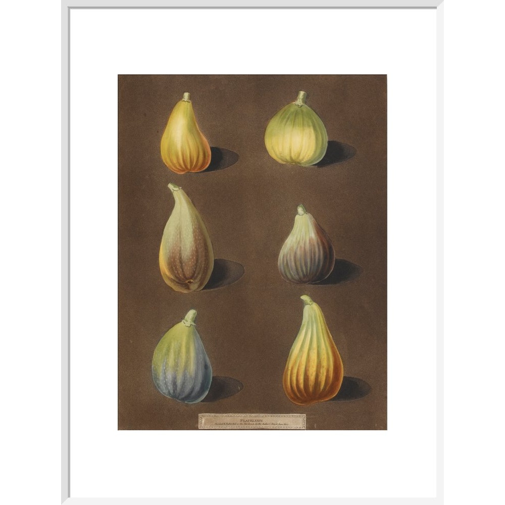 Figs print in white frame