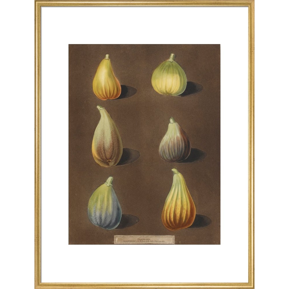 Figs print in gold frame