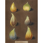 Figs print