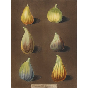 Figs print