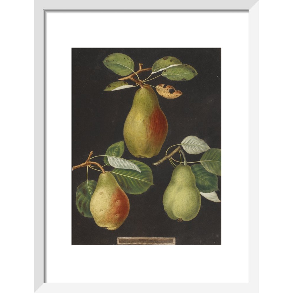 Pears print in white frame