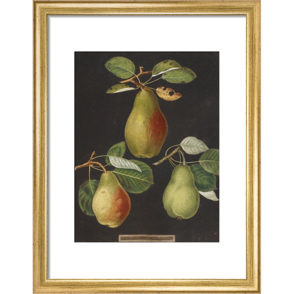 Pears print in gold frame
