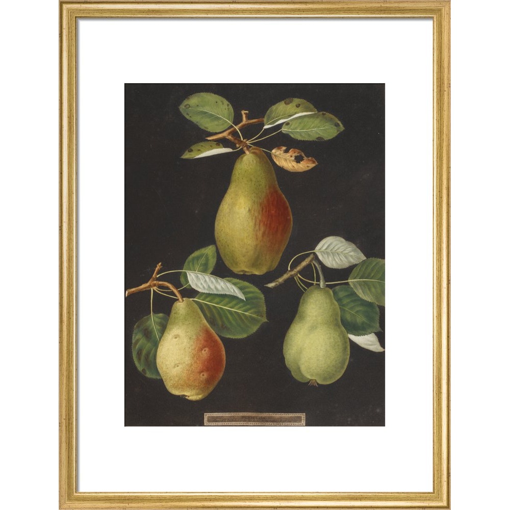 Pears print in gold frame