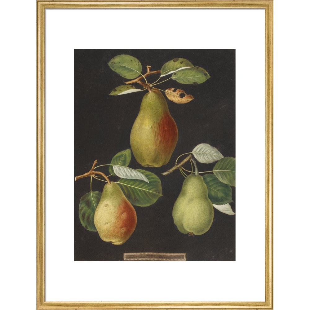 Pears print in gold frame