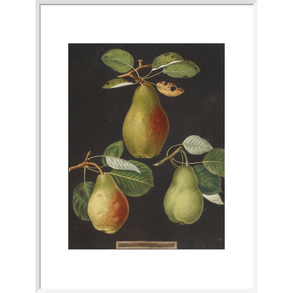 Pears print in white frame