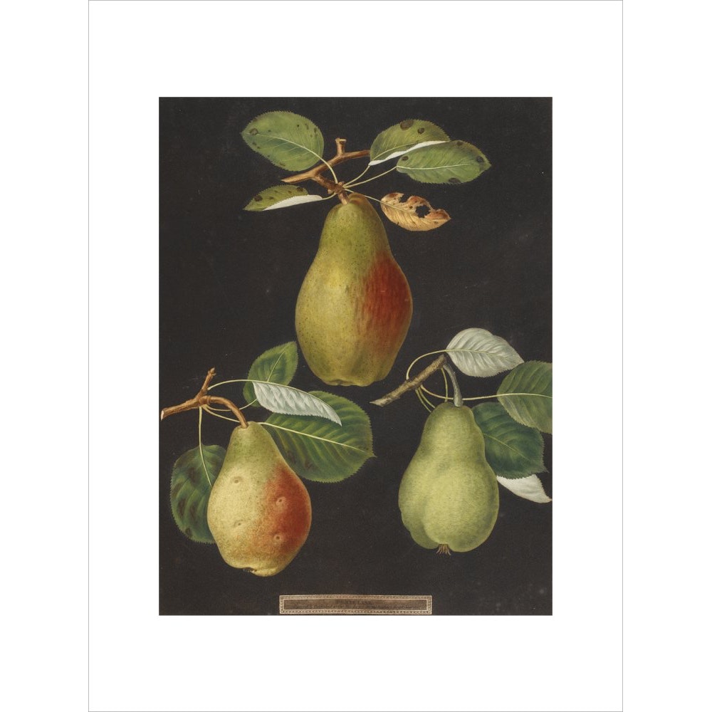 Pears print unframed