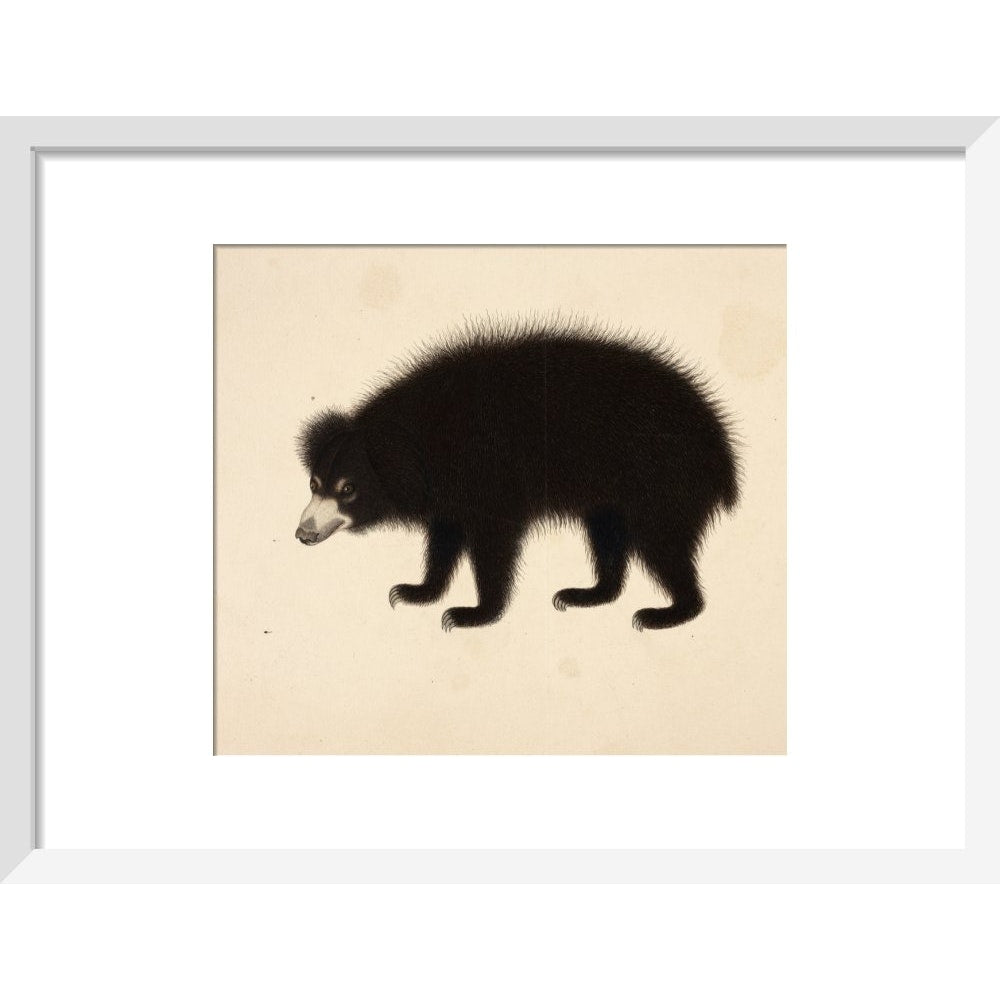 Sloth Bear print in white frame