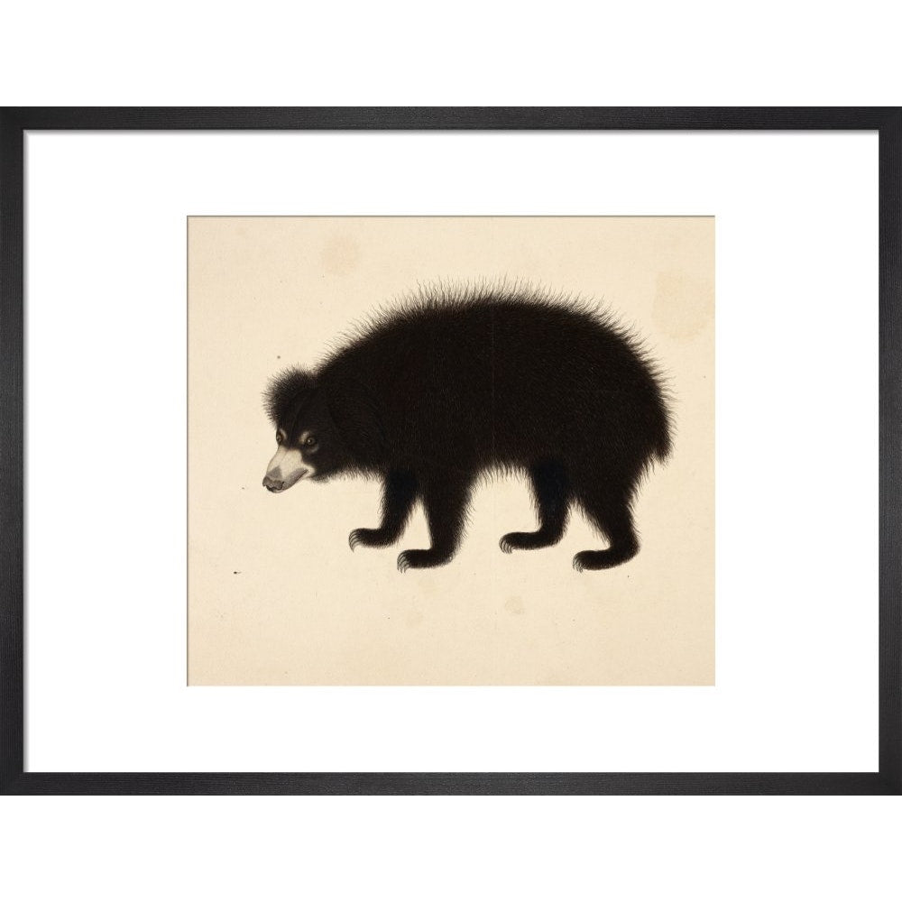 Sloth Bear print in black frame